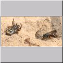 Episyron rufipes - Wegwespe w32 beim Nesteintrag mit einer Spinne.jpg